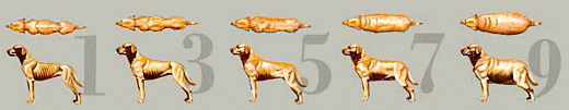 Dog scale