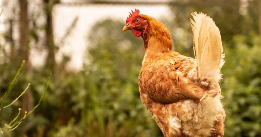 Chicken
