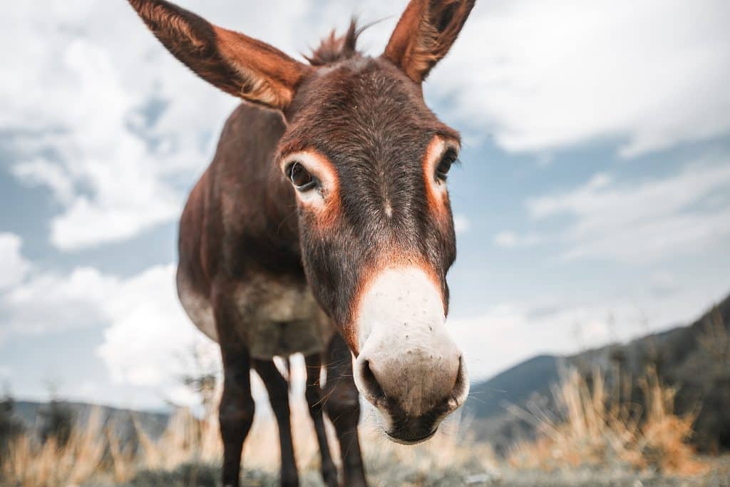 Donkey