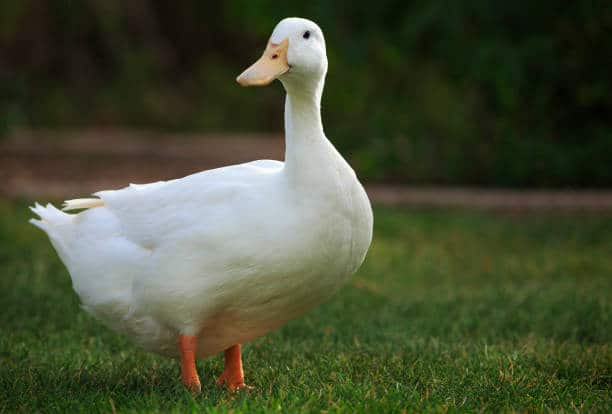Duck