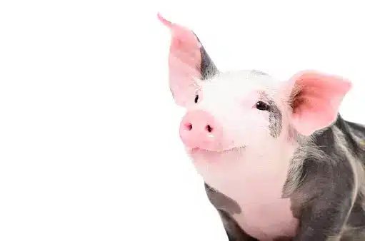 Pig