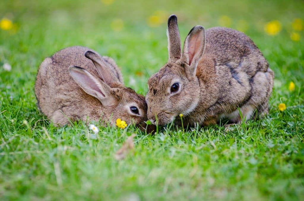 Rabbit