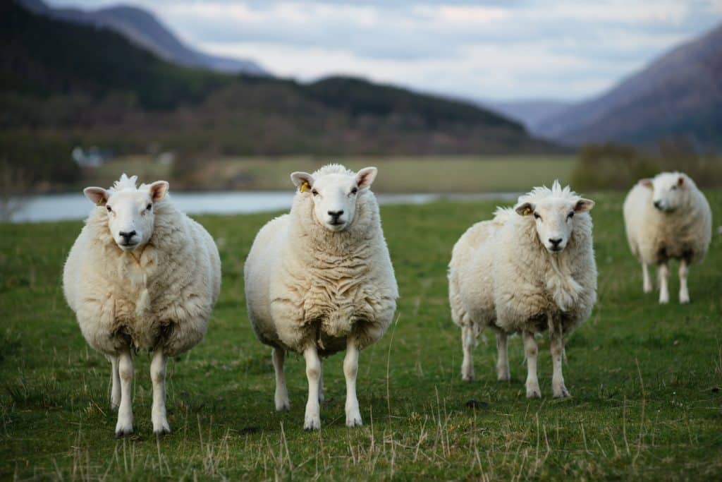 Sheep