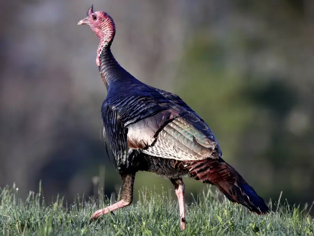 Turkey