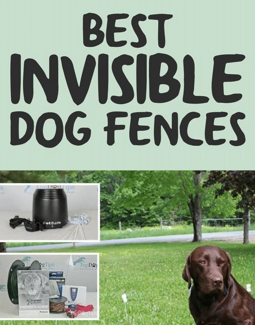 15 Invisible Dog Fences Ensuring Freedom and Safety - Pet Abuse - Invisible Pet Fences For Small Townhomes