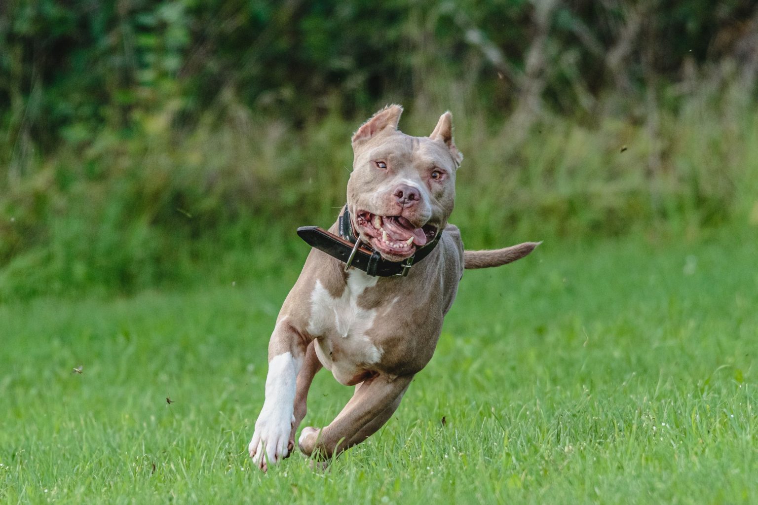 Pit Bull Attacks Statistics Bite Count Facts And Deaths Pet Abuse