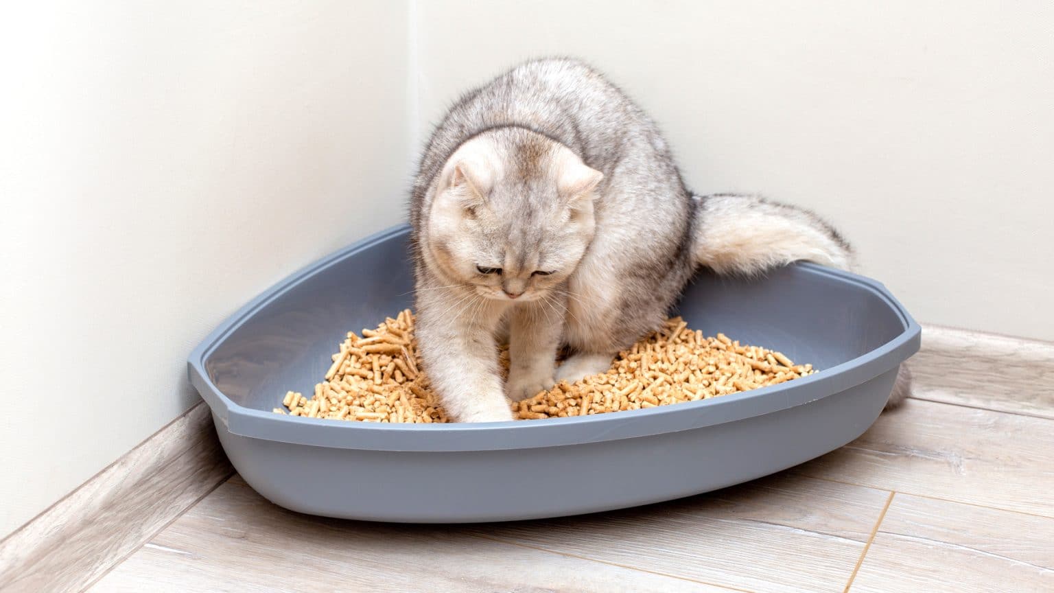 Common Reasons Your Cat Laying in Litterbox Pet Abuse