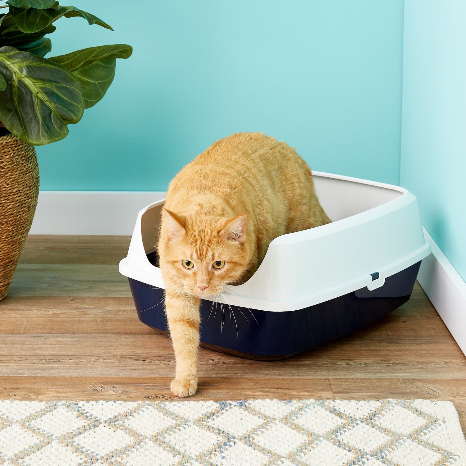 How To Change A Cat Litter Box How Often to Change Cat Litter: Complete Guide - Pet Abuse