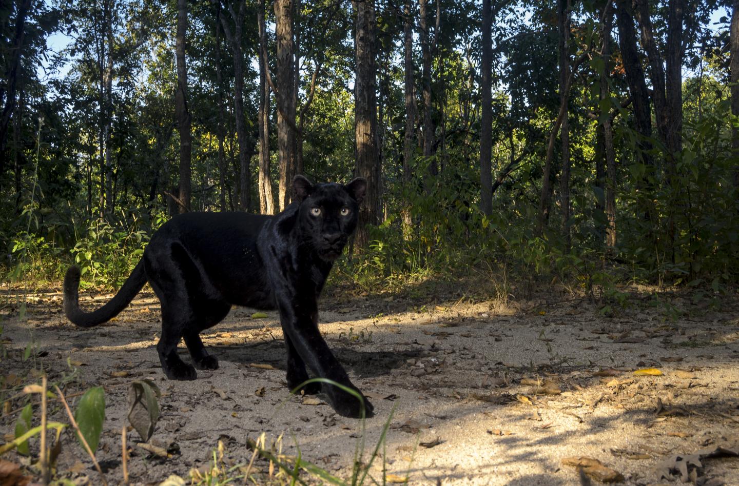 What Do Black Panthers Look Like: Behavior and Lifestyle - Pet Abuse