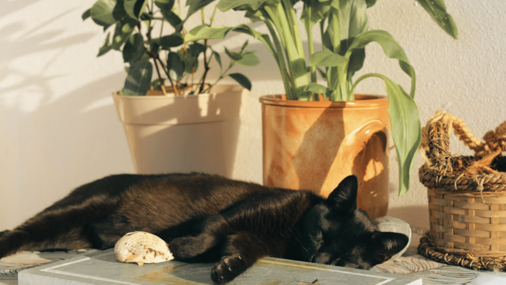 A cat sleeping peacefully on a table next to indoor houseplants in warm sunlight, creating a calm home atmosphere with potted greenery.