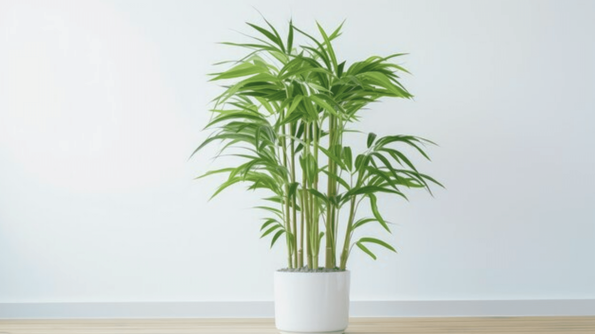 Bamboo palm in living room center setup.