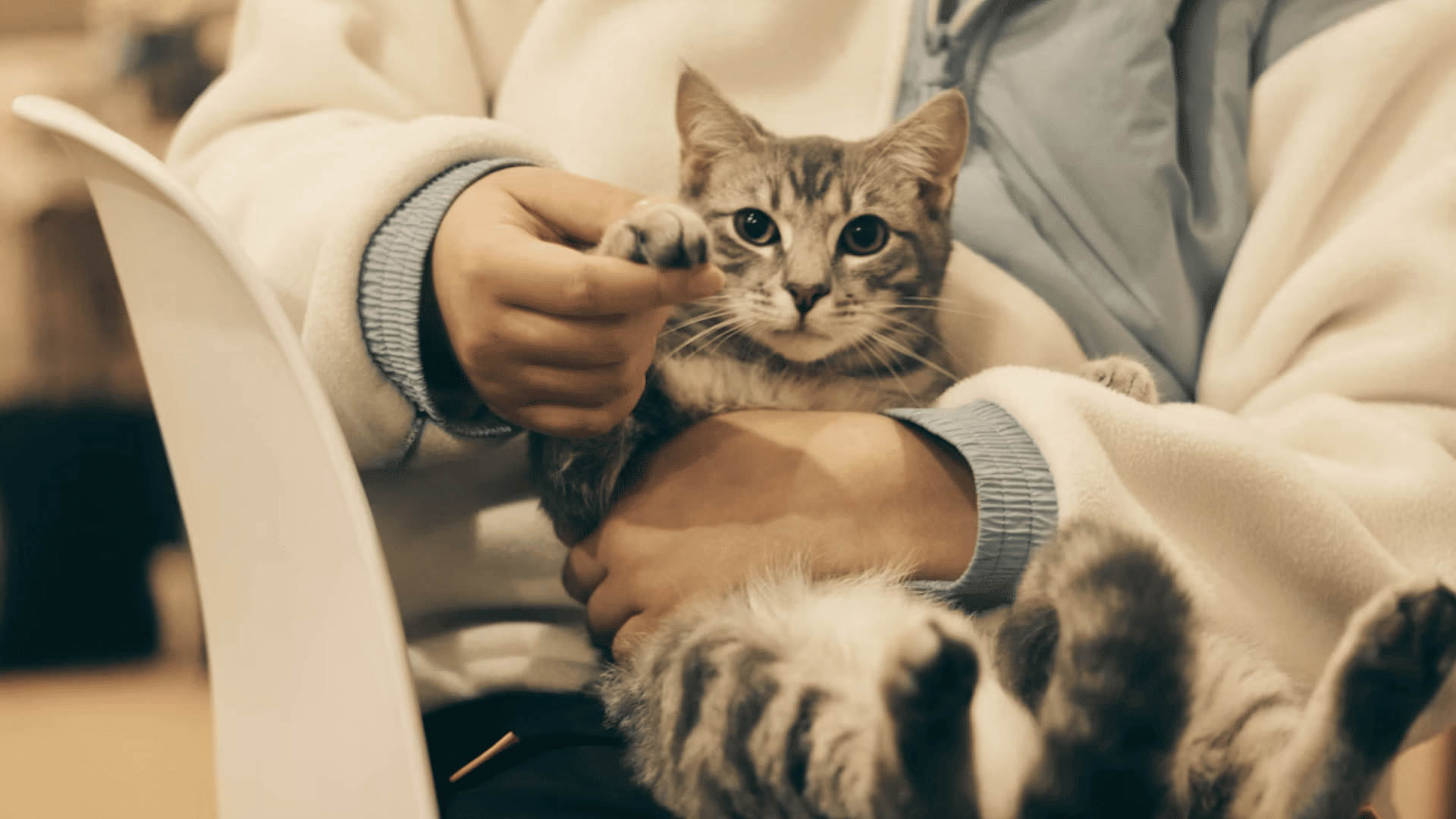 Cat in owner lap resting during gentle care