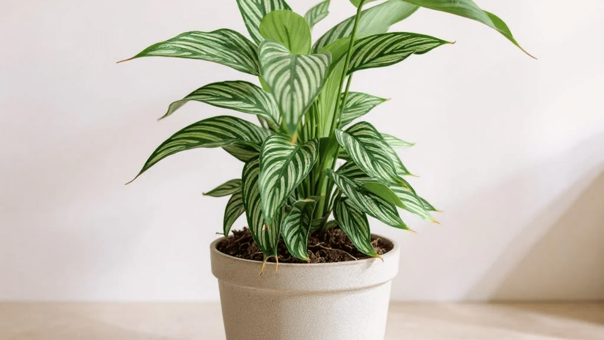 Close-up patterned calathea leaves.