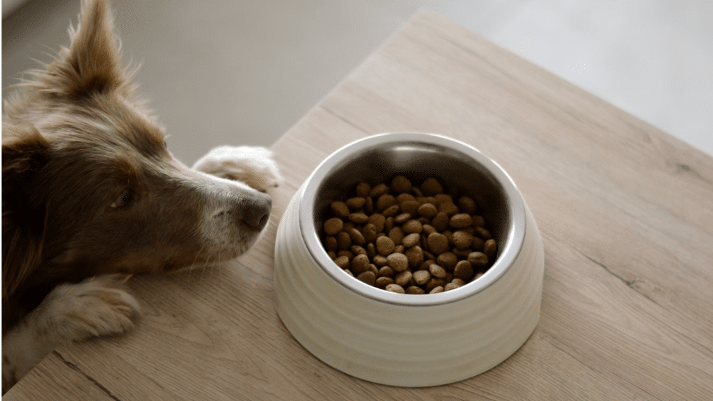Dog looking at a bowl of dry kibble on a wooden table beside a ceramic pet food dish