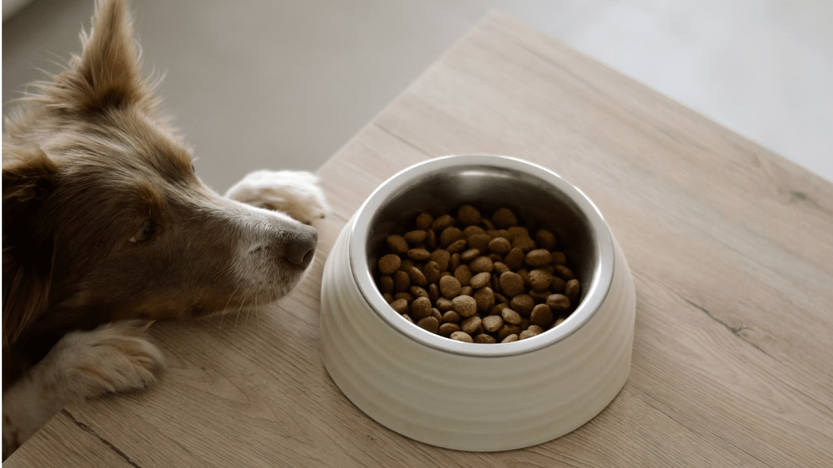 Dog looking at a bowl of dry kibble on a wooden table beside a ceramic pet food dish