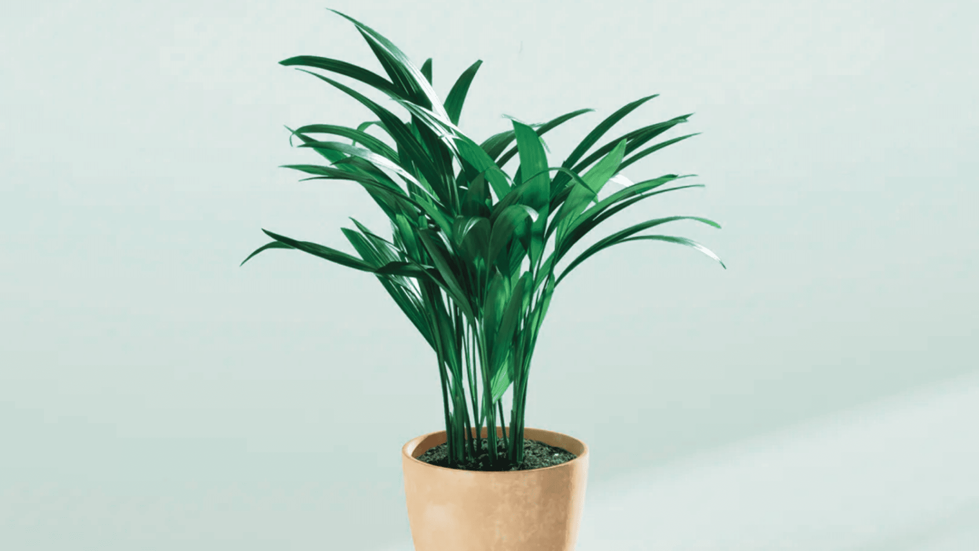 Tall areca palm in decorative indoor pot.