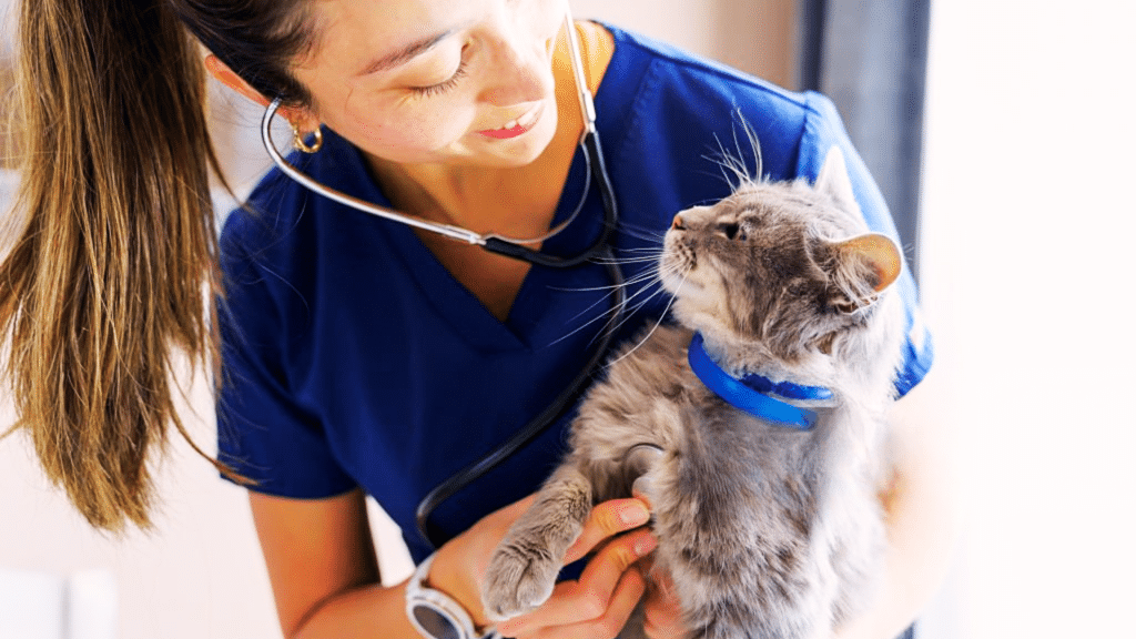 Veterinarian examining a cat with ste hoscope in clinic.