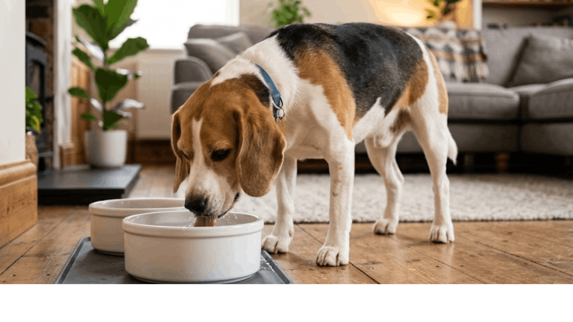a beagle dog drinking water from a bowl on a wooden floor in a cozy living room with plants and a sofa