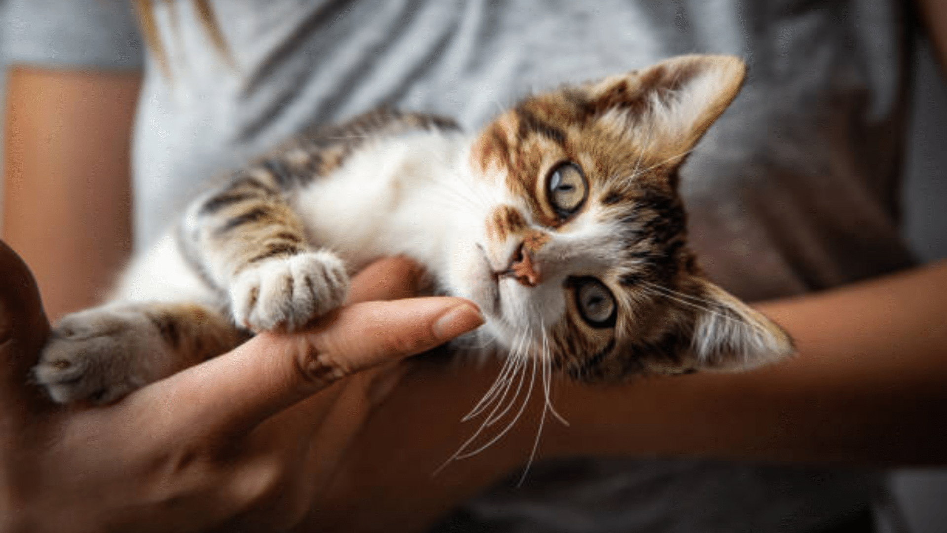 a cat owner holding their cat into his hand