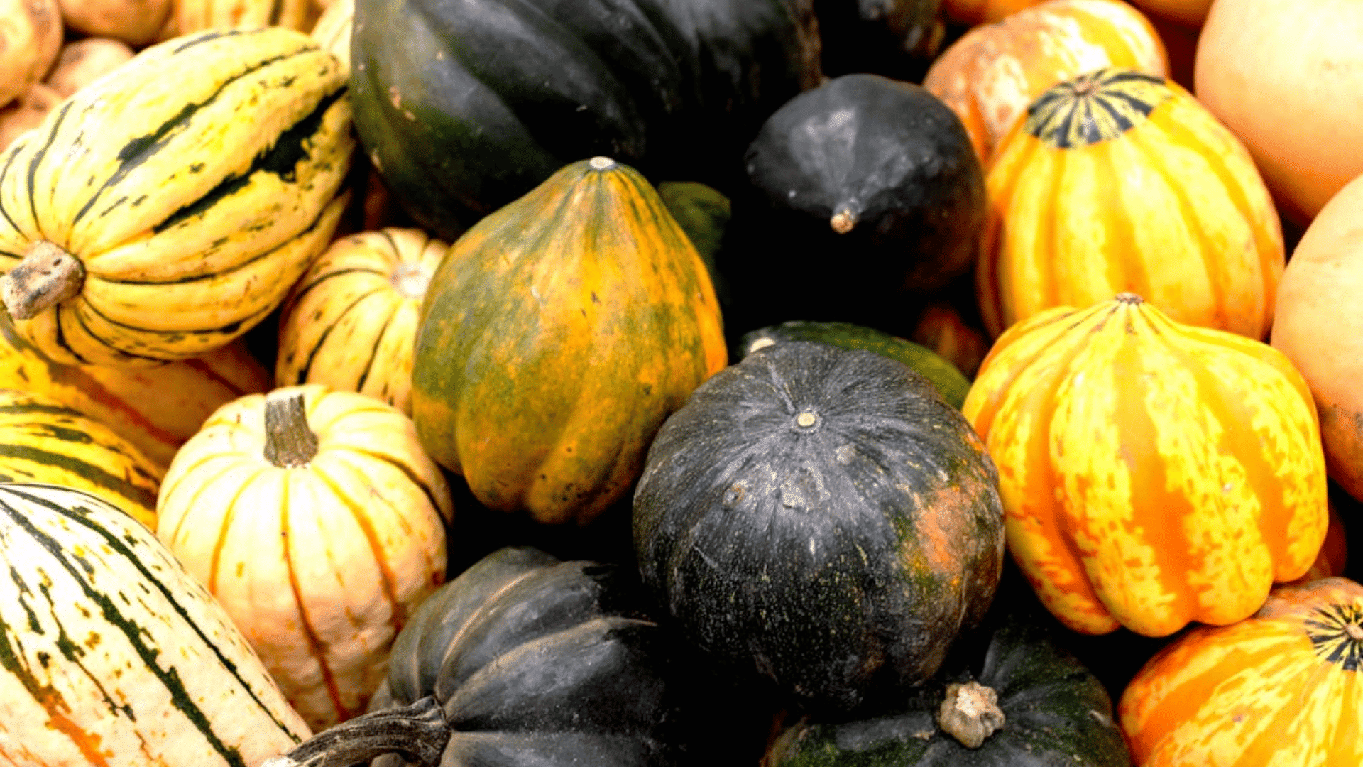 a colorful collection of organic pumpkins and squash
