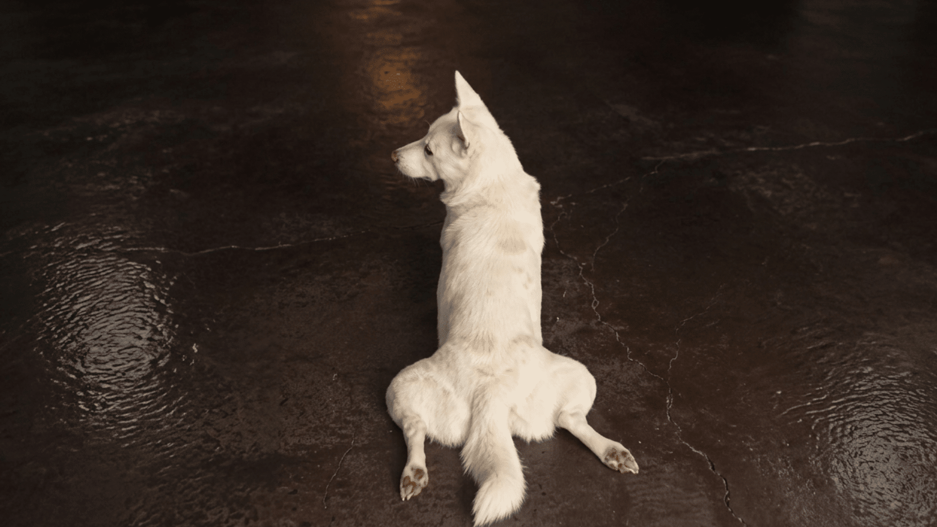 a dog suffering from hip dysplasia