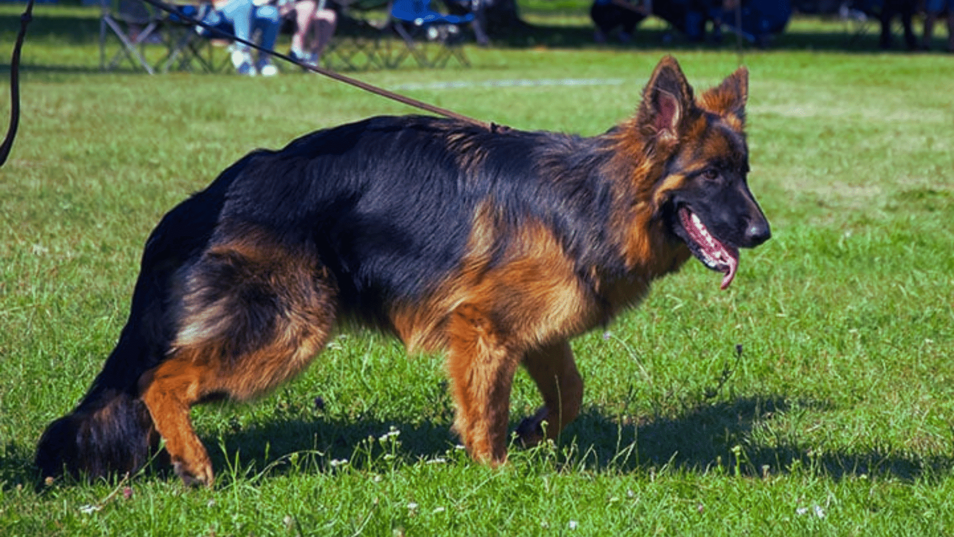 a dog walking in park and also suffering from hip dysplasia