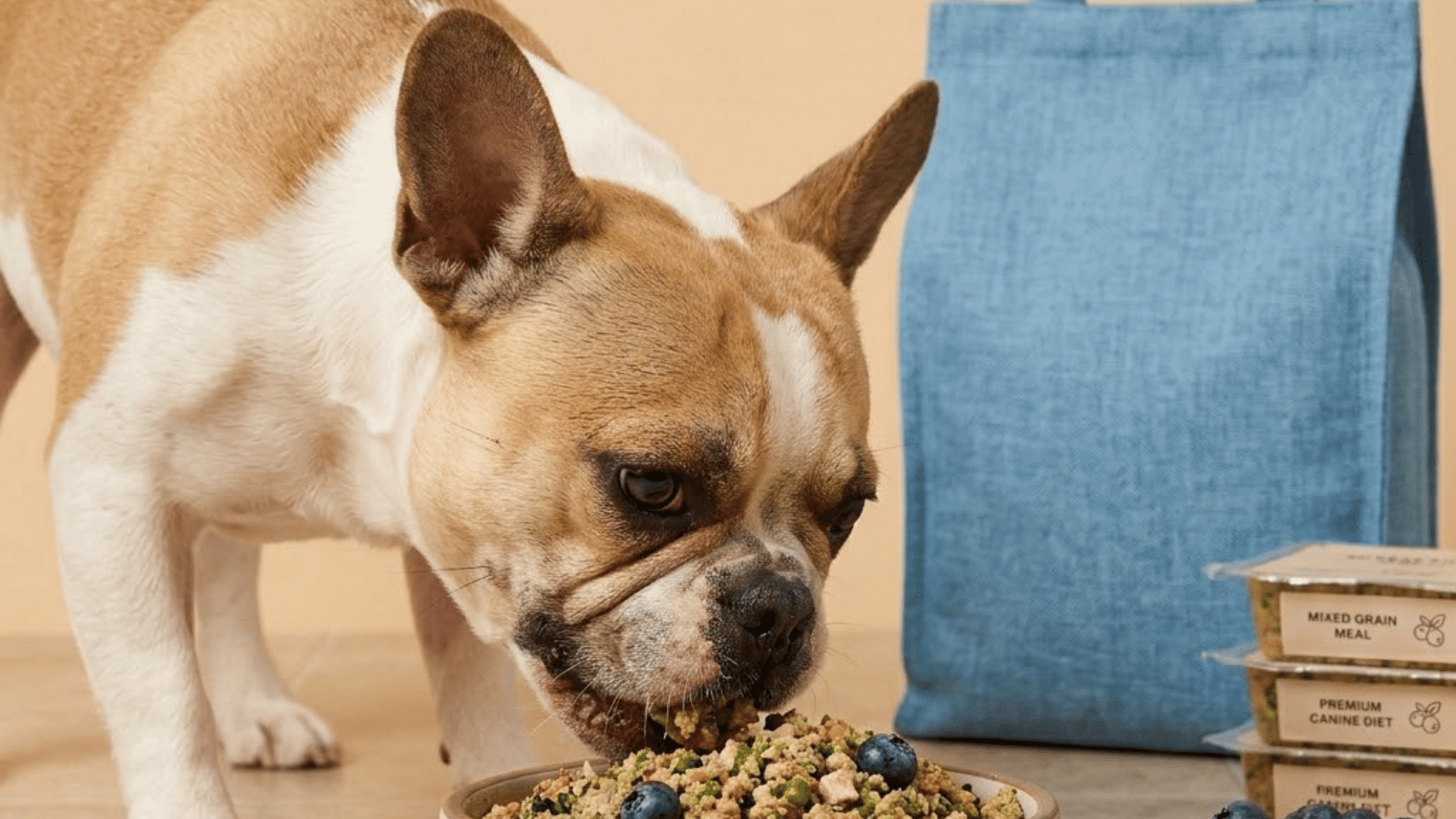 a french bulldog eating fresh dog food from a bowl beside blueberries packaged meals and a blue tote bag