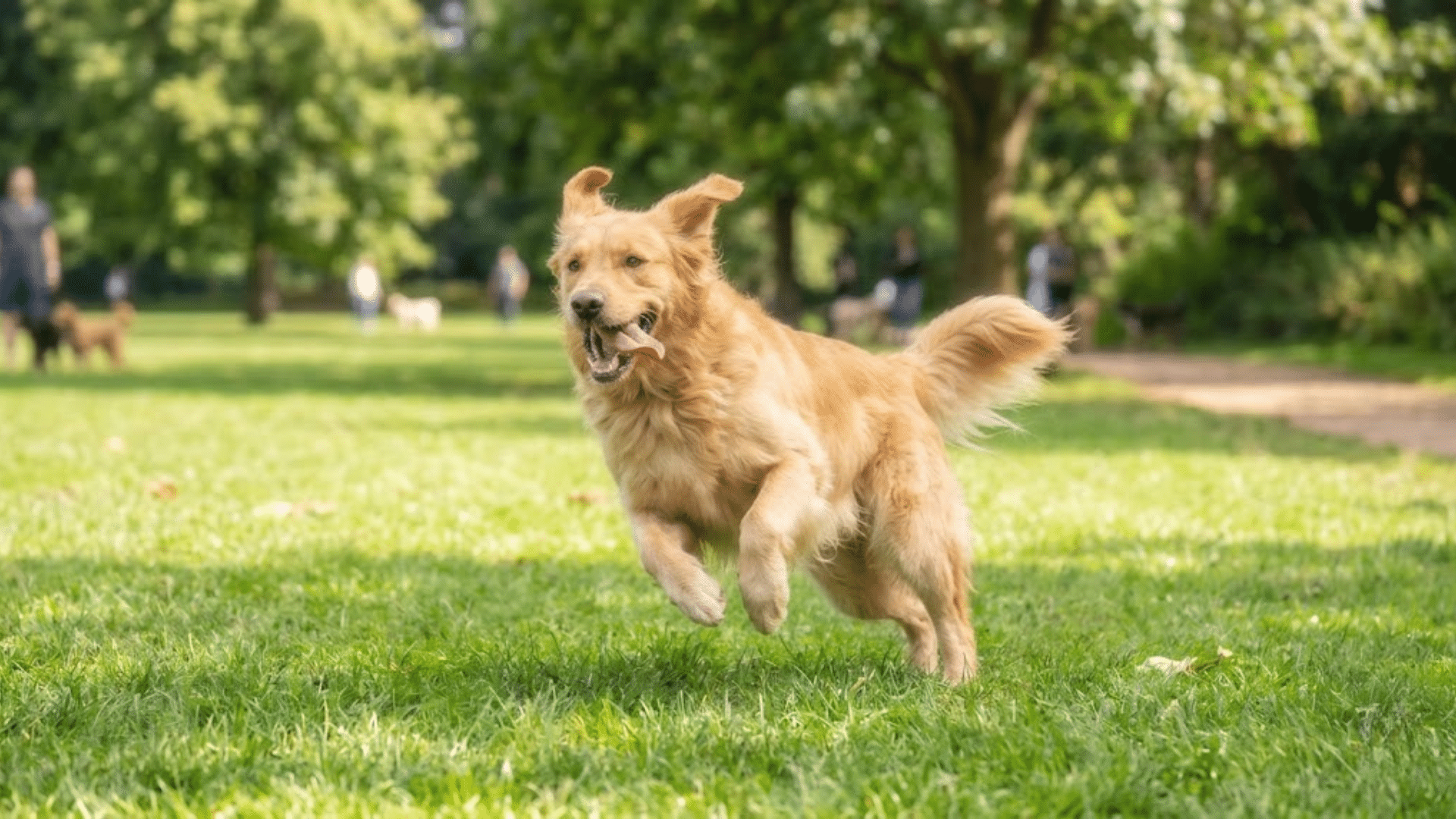 a golden dog running happily across green grass in a sunny park with trees and people in the background