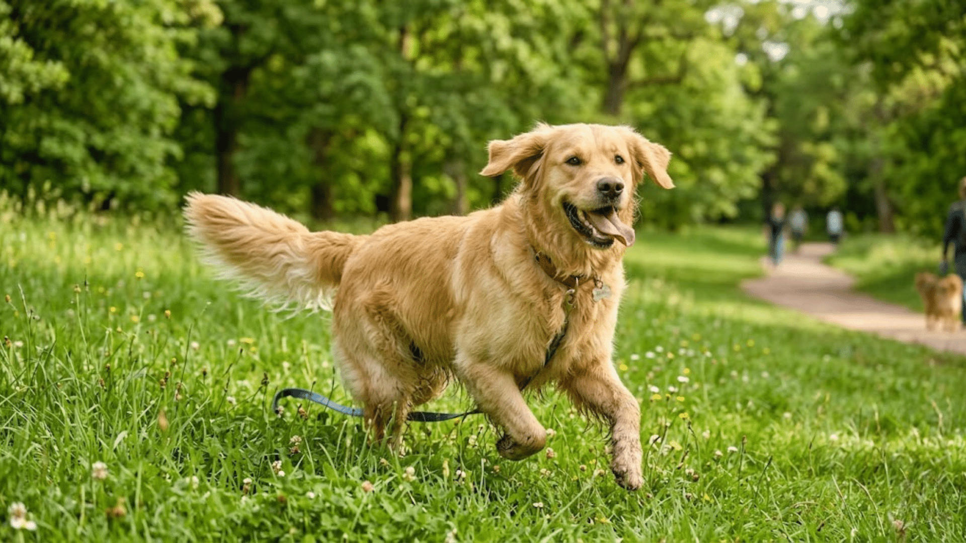a happy Golden Retriever running through a lush green park with its tongue out.
