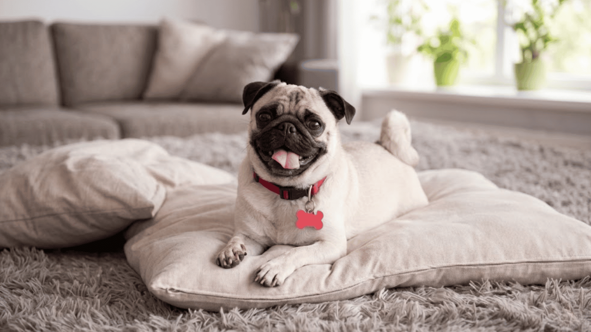 a happy beige pug with a red collar and bone tag sits on a soft pillow in a cozy living room