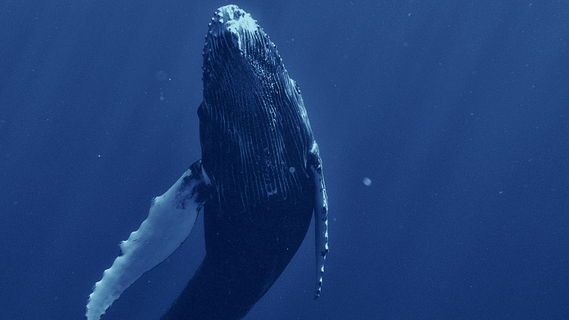 a humpback whale gliding upward through deep blue ocean waters with sunlight filtering from above