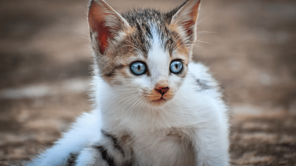 a kitten watching by there big blue eyes