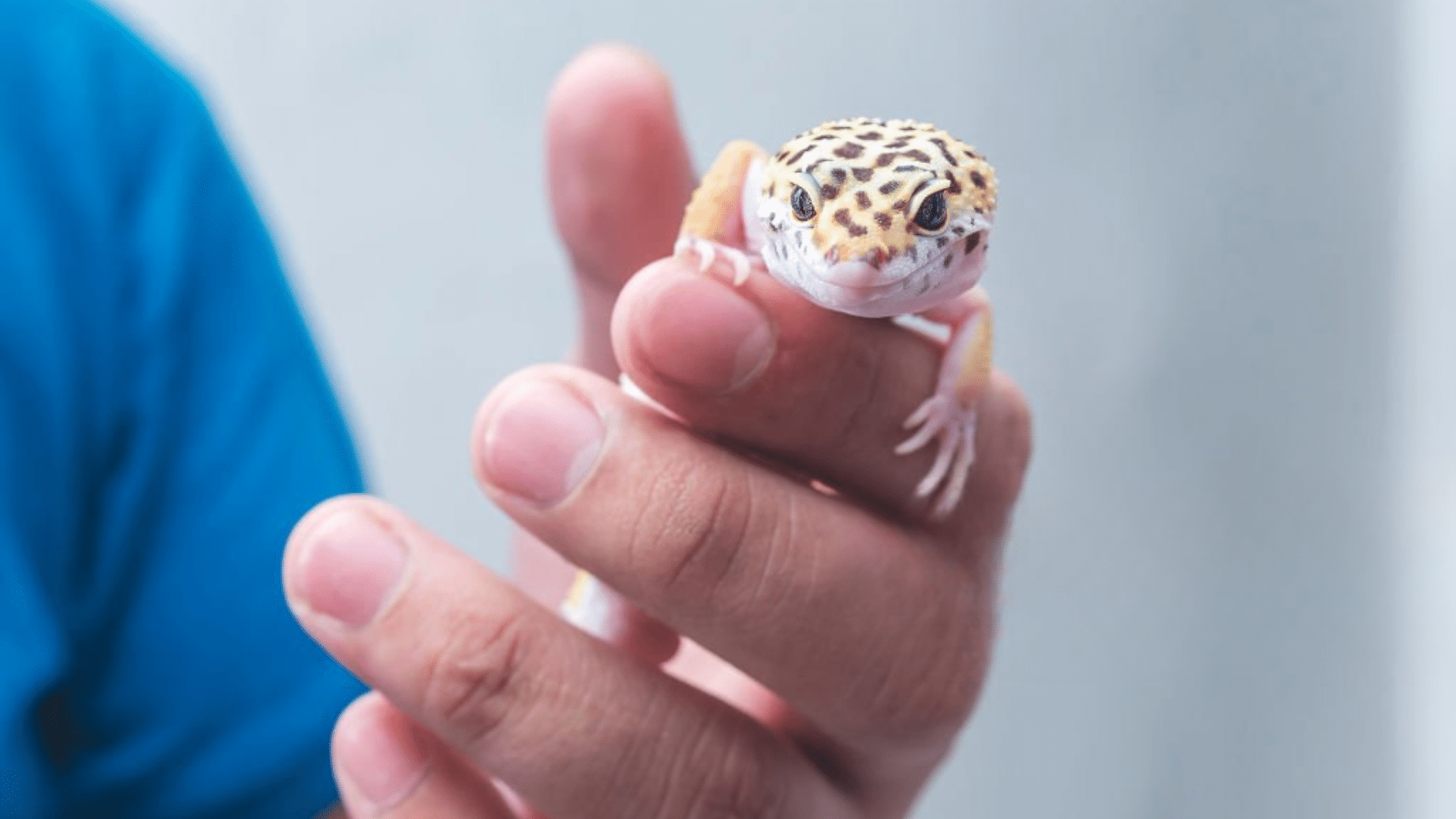 a leopard gecko scrawl into an owner hand