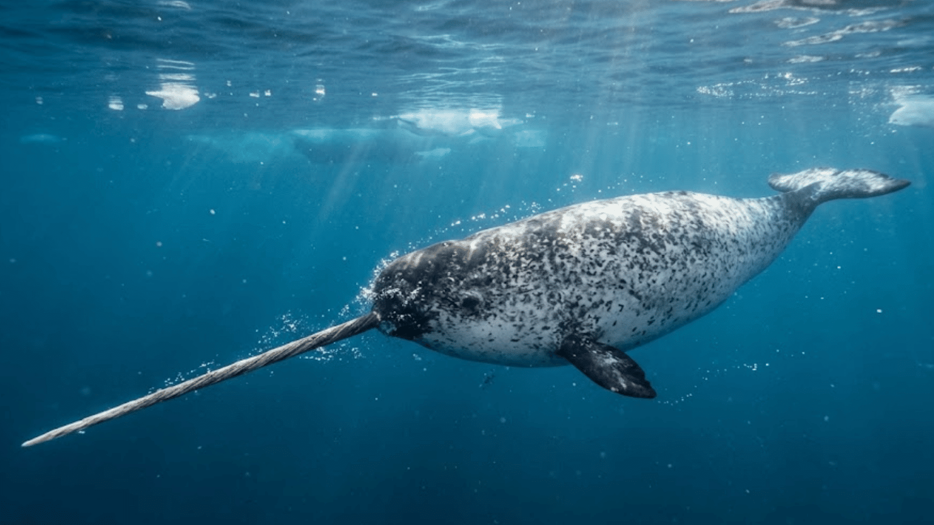 a narwhal swimming beneath clear arctic waters with sunlight filtering through the ocean surface above