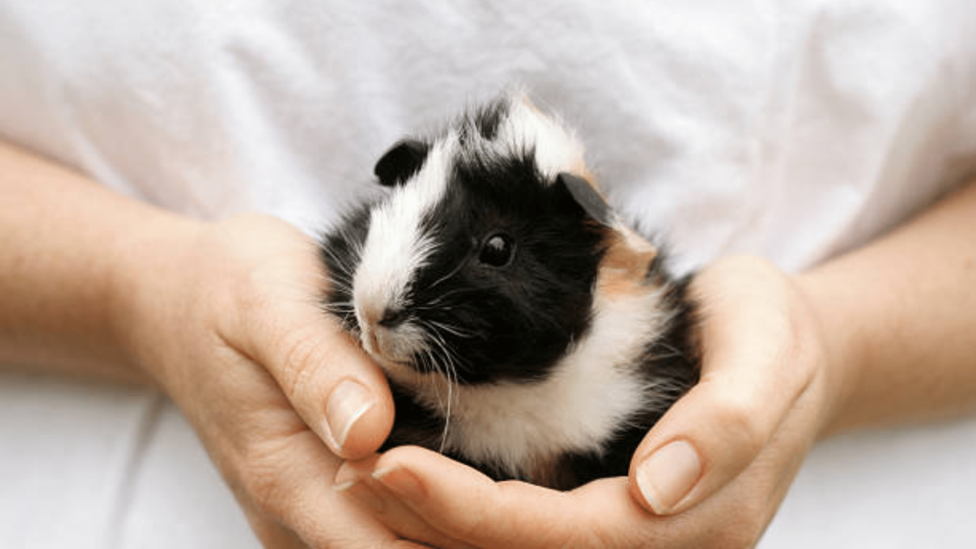 a person holding guinea pig in there hand