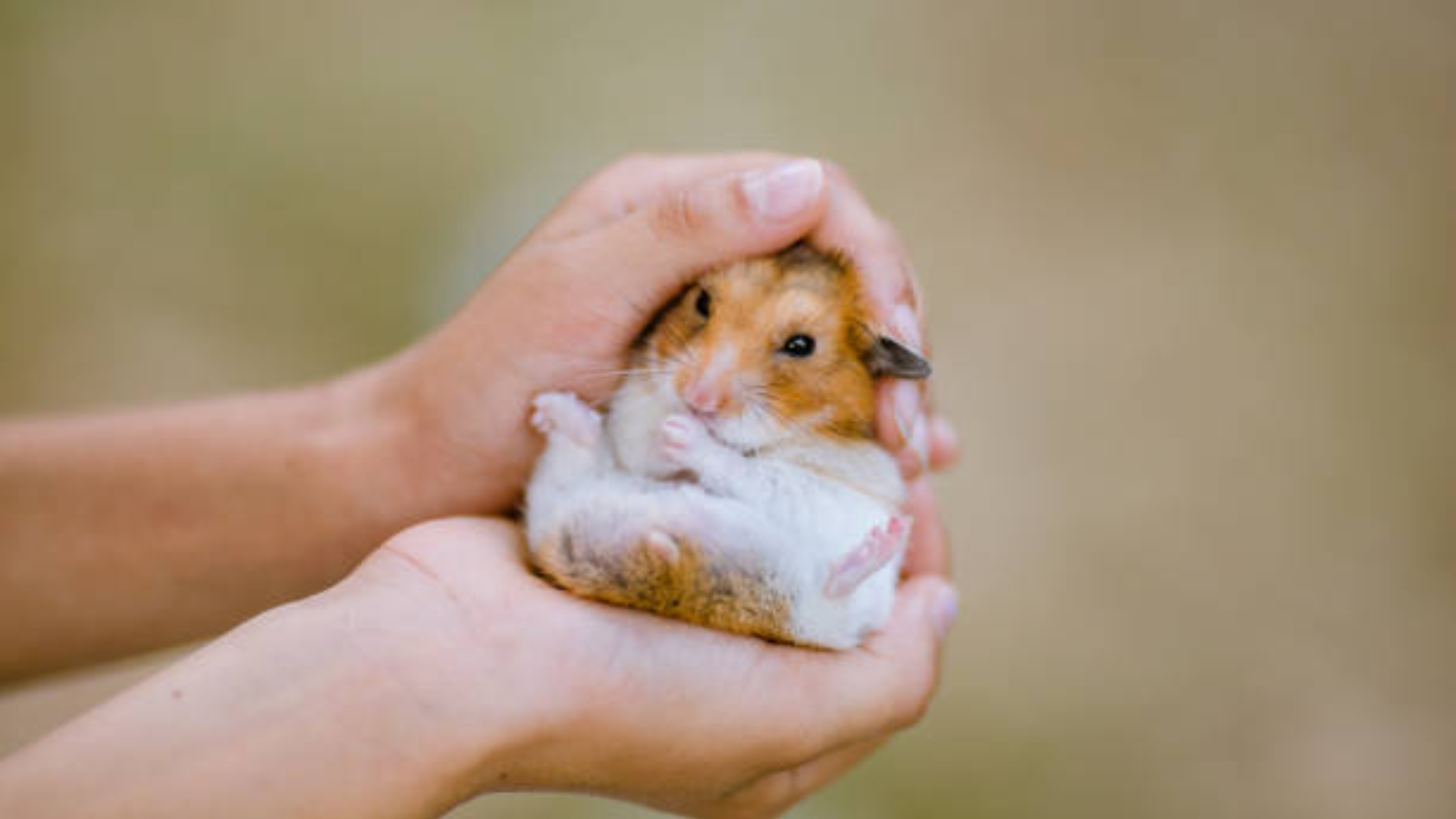a person holding hamster in their hand