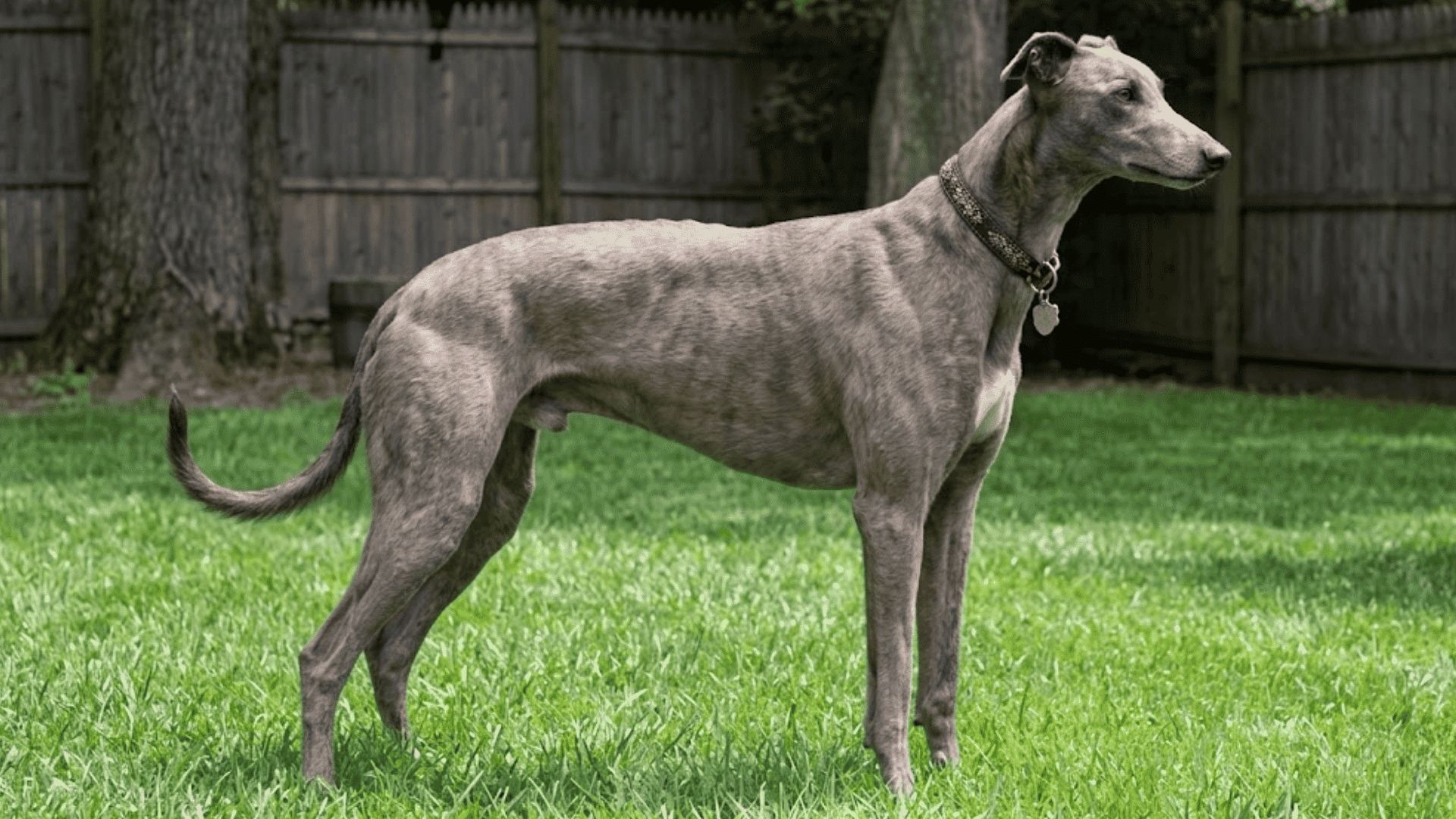 a sleek grey greyhound with a beaded collar standing in a grassy backyard with a wooden fence and trees in the background