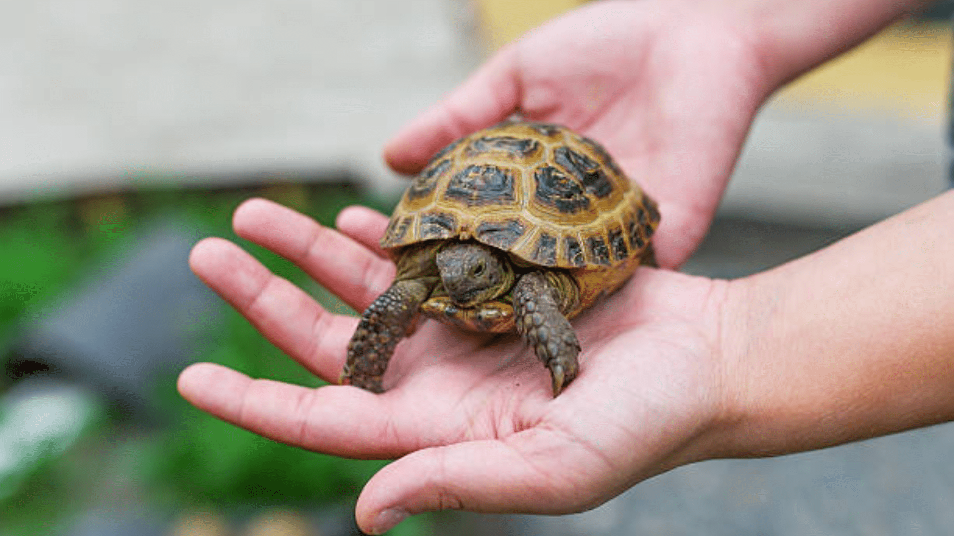 a small turtle place on the owner hand