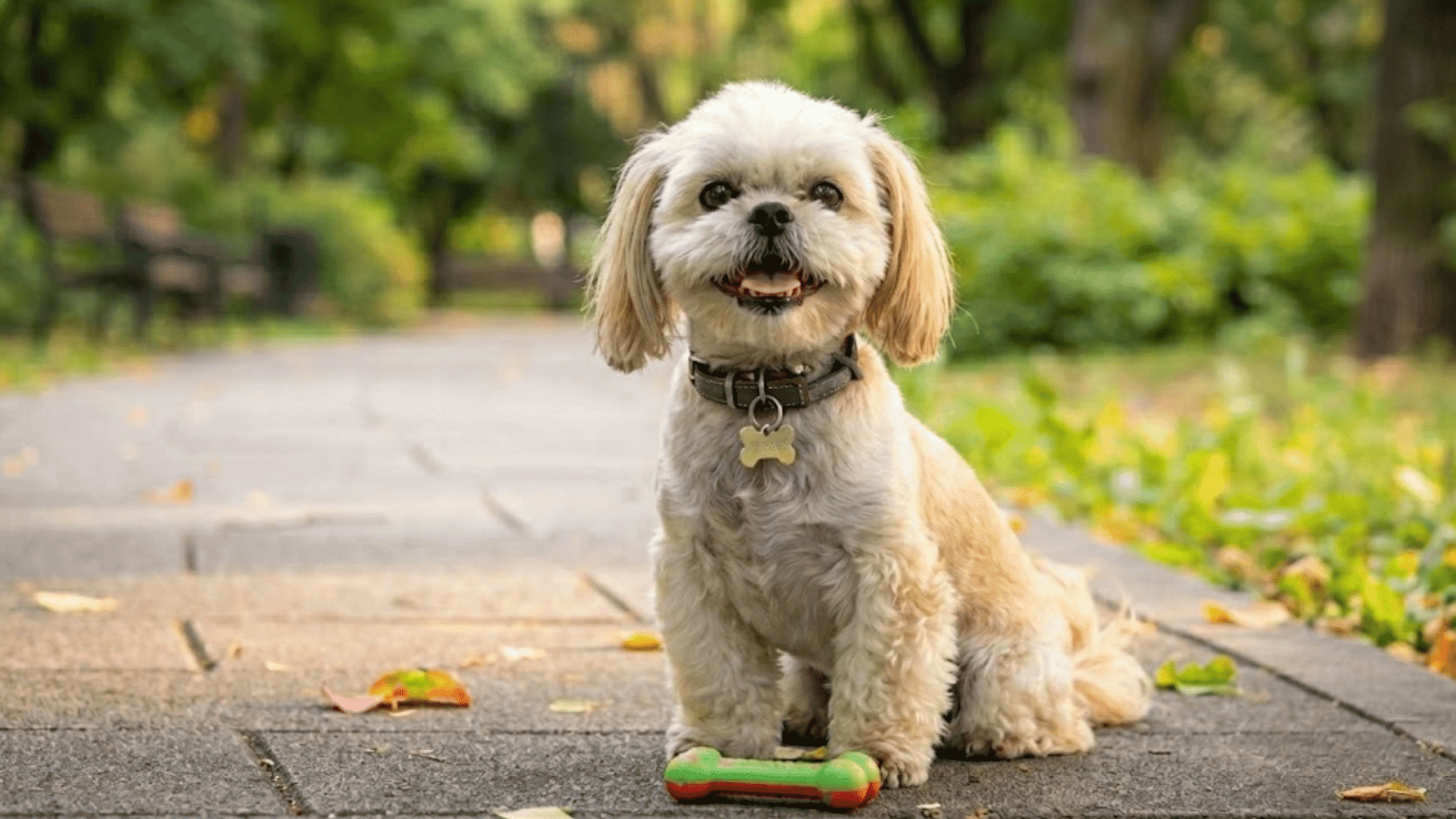 a smiling shih tzu dog sits on a stone path with a green toy bone in a sunny park with green trees and leaves