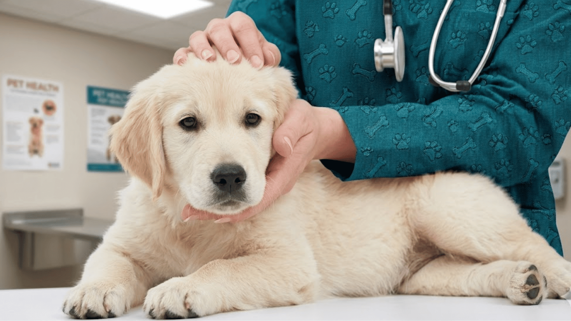 a veterinarian examining a golden retriever puppy on a table in a pet clinic with a stethoscope around neck