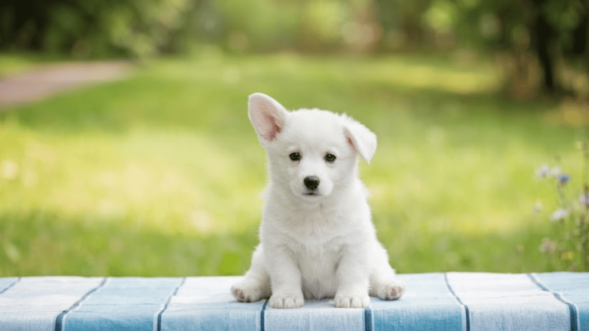 a white puppy sitting on a blue checkered table outdoors with green grass and trees blurred in the background