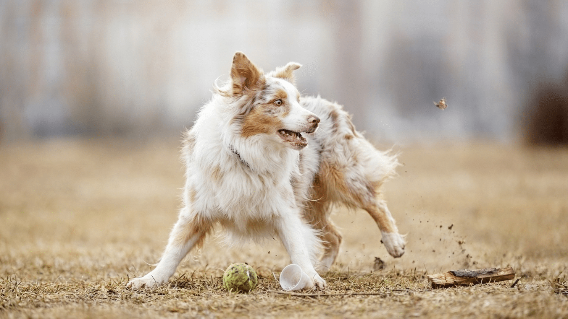 active dog running through yard with excited expression blurred movement and playful high energy behavior
