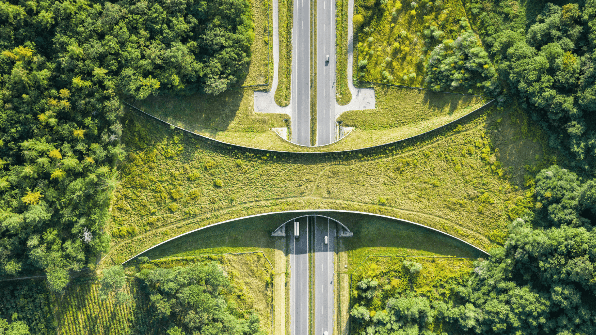 aerial view of a wildlife corridor bridge connecting forest habitats across a divided highway landscape