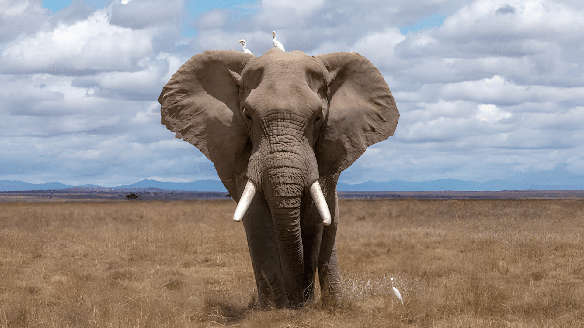 african elephant standing in open grassland beneath cloudy sky