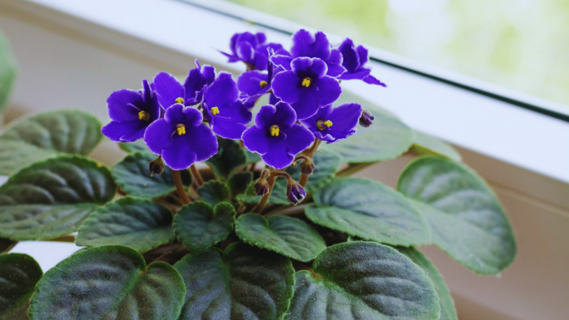 african violet with colorful blooms in a pot