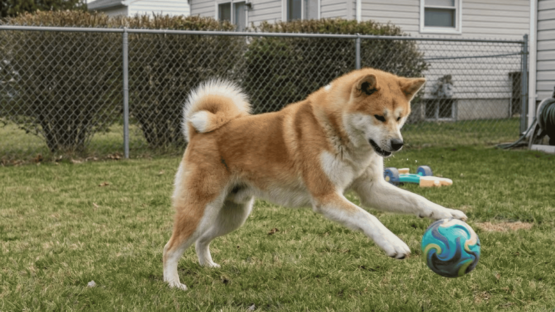 akita dog playing with colorful ball in fenced backyard with grass toys and nearby houses visible