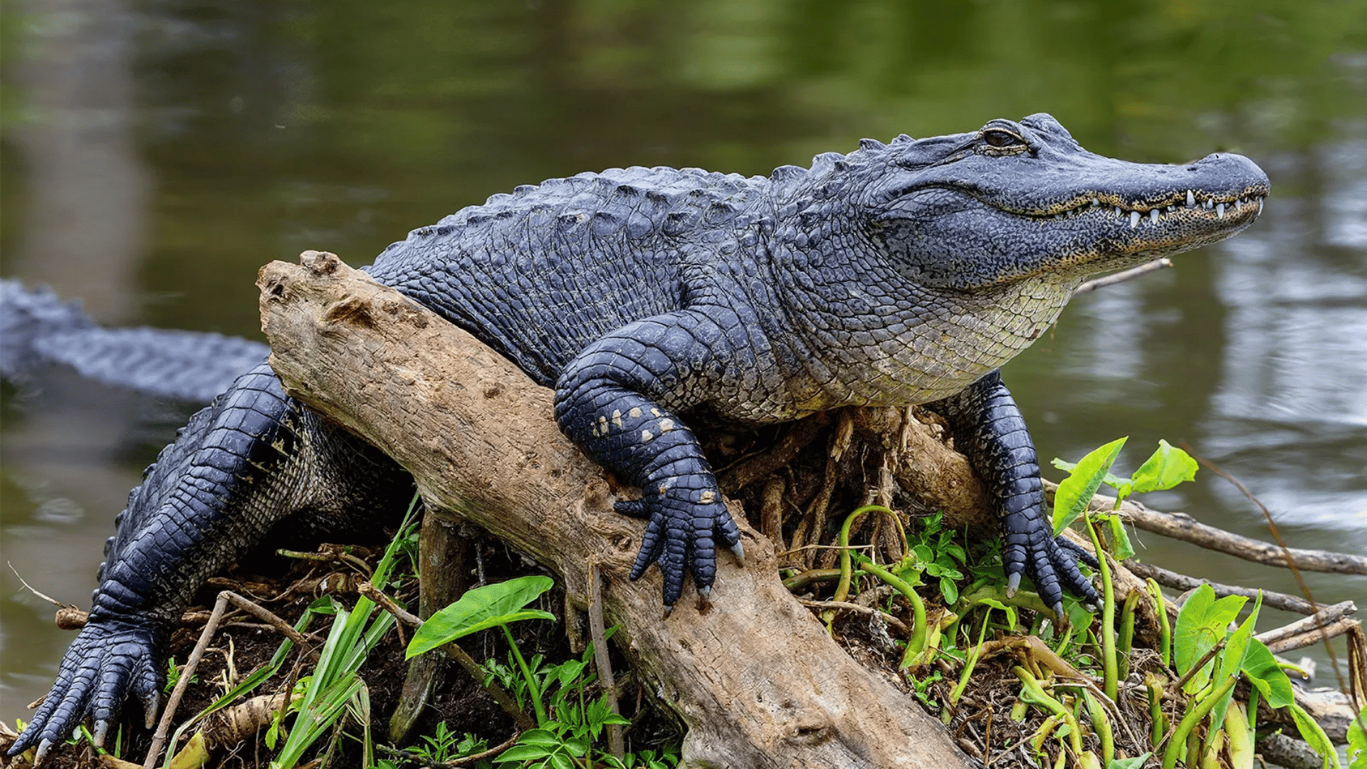 american alligator resting on a fallen log beside calm water with rough scales and powerful jaws visible above the shoreline