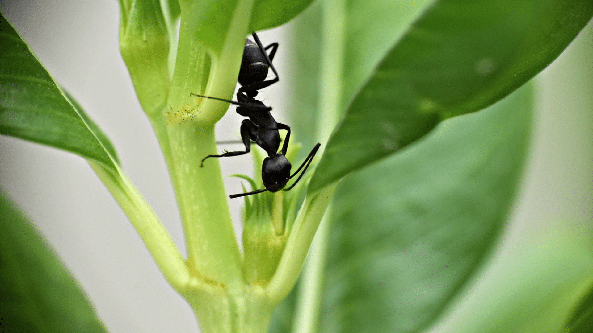 an ant walking on the green plant from upside dow