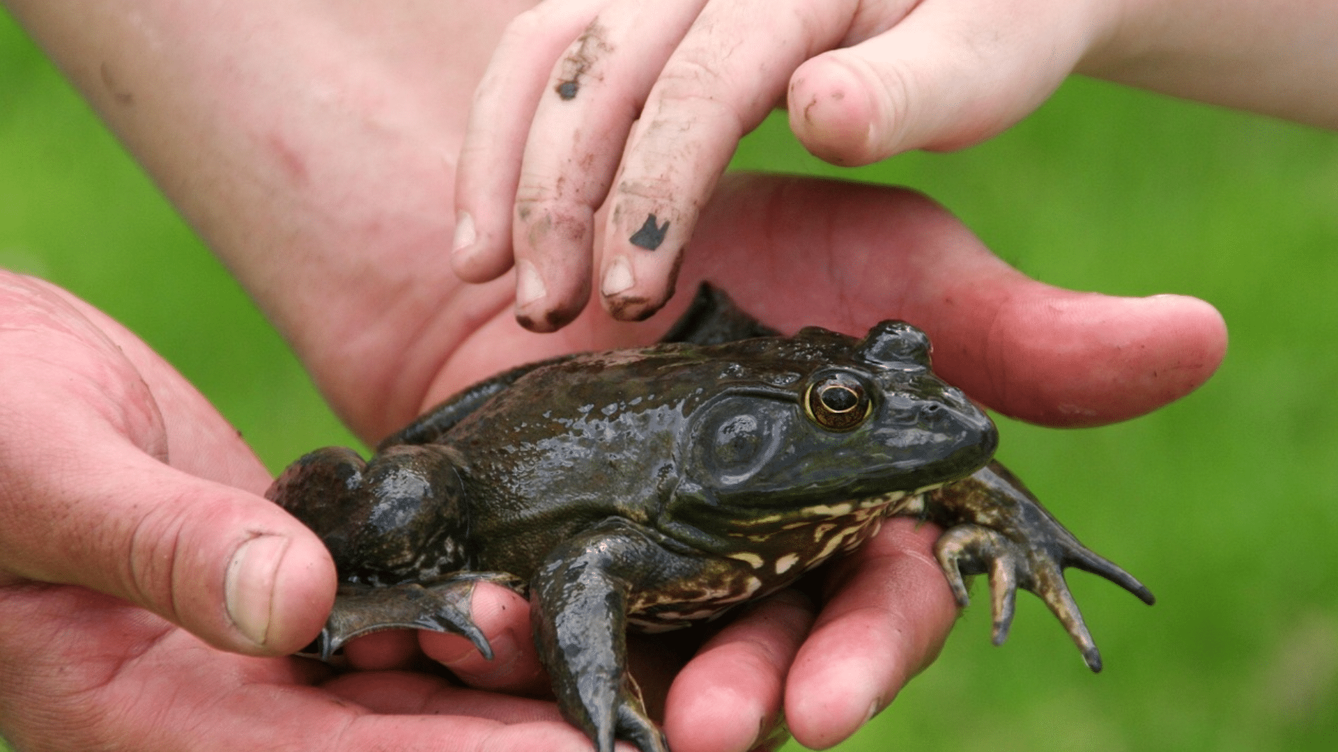 an owner holding a frog in their hand and a little baby tries to touch it