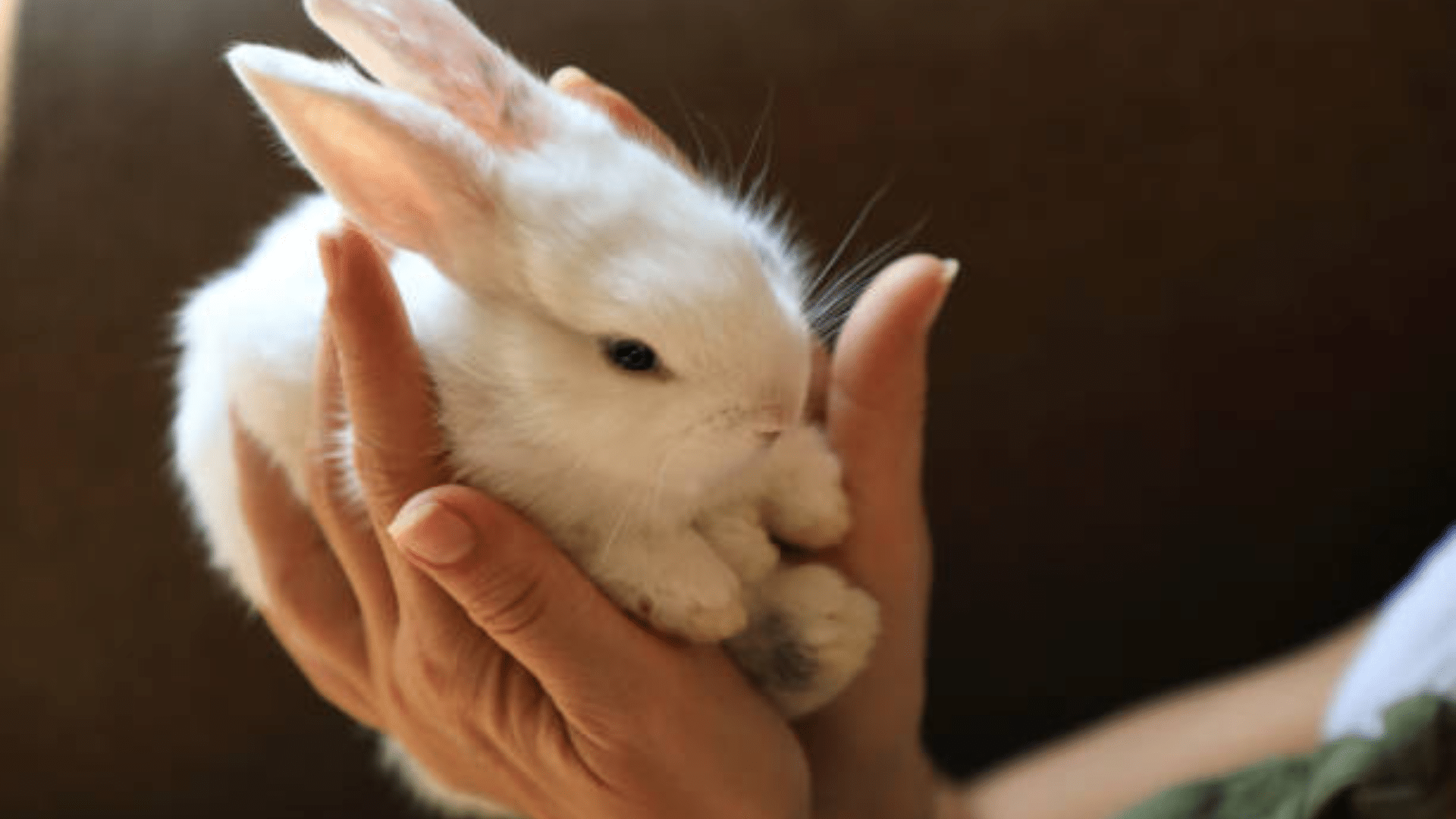 an owner holding a frog in their hand and a little baby tries to touch